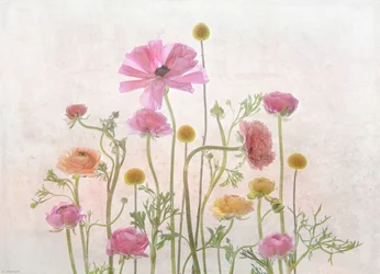 Soft Pink Ranunculus