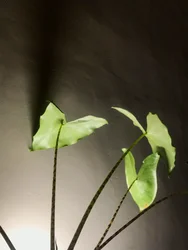 Composition - Plant