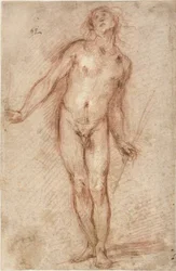 Standing Male Nude