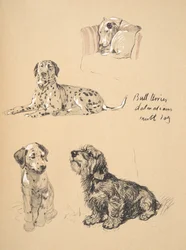 Bull Terrier, Dalmatians and Mutt Dog, 1930, Illustrations from his Sketch Book used for Just Among Friends