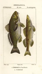 Shi drum, Umbrina cirrosa and cingle, zingel, Zingel zingel