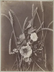 Flower Study with Ears of Corn