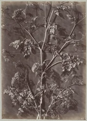 Study with Branches