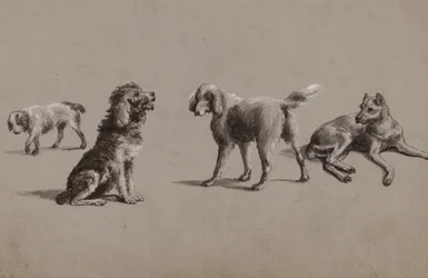 Studies of Dogs