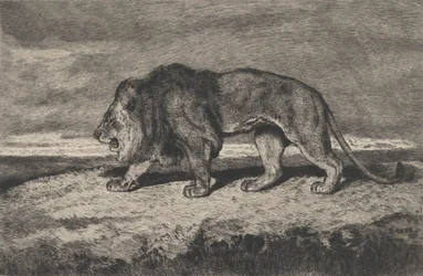 Lion walking