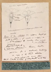 Autograph sketch of the dimorphic flowers of the primrose, 1861