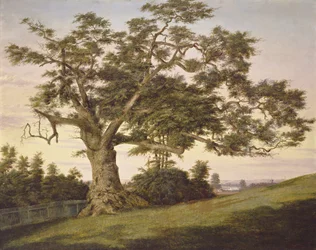 The Charter Oak