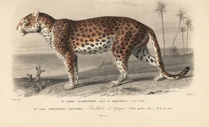 Leopard, from 