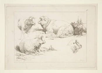 Study of Sheep