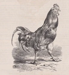 Farm Rooster, Common Breed, from Magasin Pittoresque