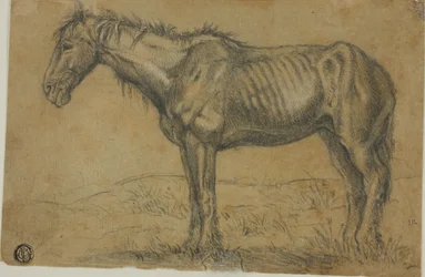Emaciated Horse; Frontal View of a Horse