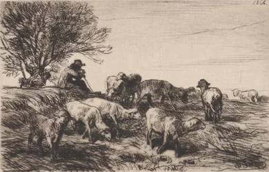 Herd of Sheep