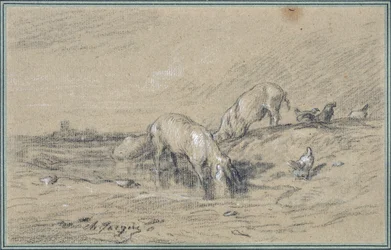 Herd of Pigs