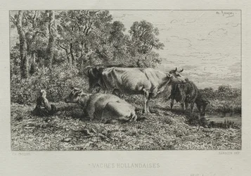 Holland Cows