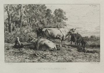 Holland Cows