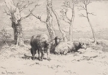 Sheep