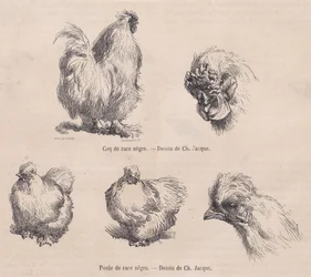 Silkie Cockerel and Silkie Hen, from Le Magasin Pittoresque, September 1861