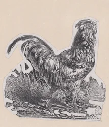The Rooster