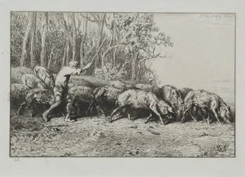 Herd of Pigs Leaving a Wood