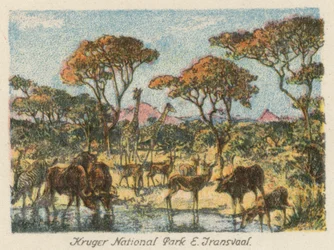 South Africa: Kruger National Park, E Transvaal