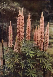 The Rose-Coloured Lupine