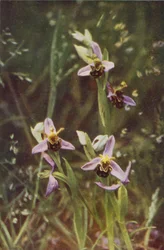 Wild Flowers: Bee Orchis