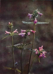 Wild Flowers: Betony