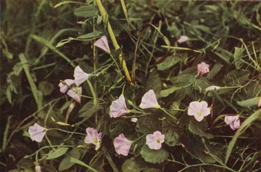 Wild Flowers: Bindweed