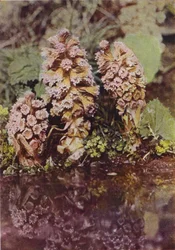 Wild flowers: Bitterbur