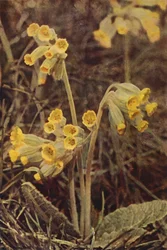 Wild Flowers: Cowslip