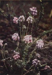 Wild Flowers: Cross-Leaved Heath