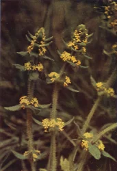 Wild Flowers: Cross-Wort