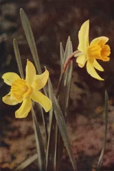 Wild flowers: Daffodil