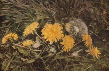 Wild Flowers: Dandelion