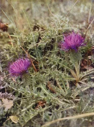 Wild Flowers: Dwarf Thistle