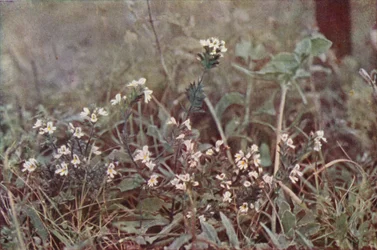 Wild Flowers: Eyebright