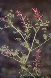 Wild flowers: Fumitory