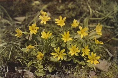 Wild flowers: Lesser Celandine