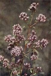 Wild Flowers: Marjoram