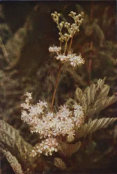 Wild flowers: Meadow-Sweet