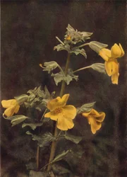 Wild Flowers: Monkey Flower