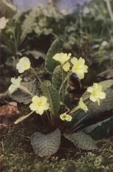 Wild flowers: Primrose