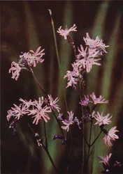 Wild Flowers: Ragged Robin