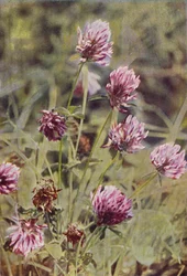 Wild Flowers: Red Clover