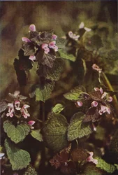 Wild Flowers: Red Dead Nettle