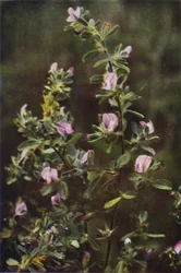 Wild Flowers: Rest Harrow