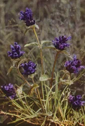 Wild Flowers: Self-Heal