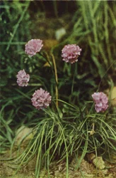 Wild Flowers: Thrift