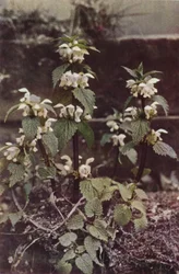 Wild flowers: White Deadnettle