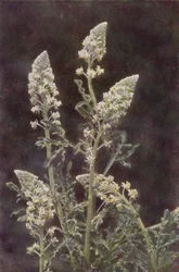 Wild flowers: Wild Mignonette